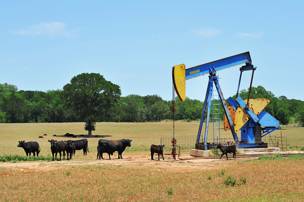 Puis de pétrole au milieu d'un champ de vaches