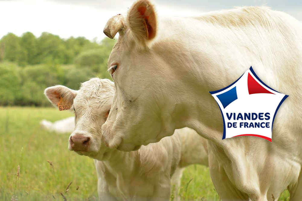 Deux vaches dans un pré