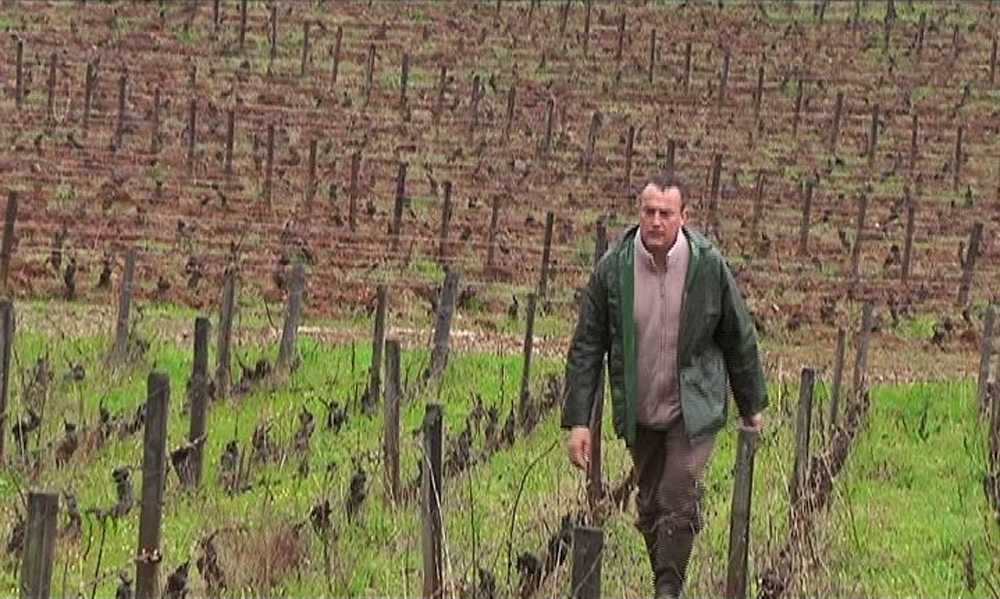 Emmanuel Giboulot marchant dans son vignoble