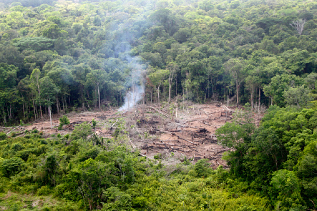 Parcelle de forêt déboisée