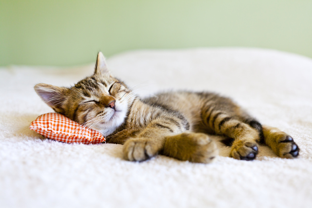 Chat endormi sur un coussin