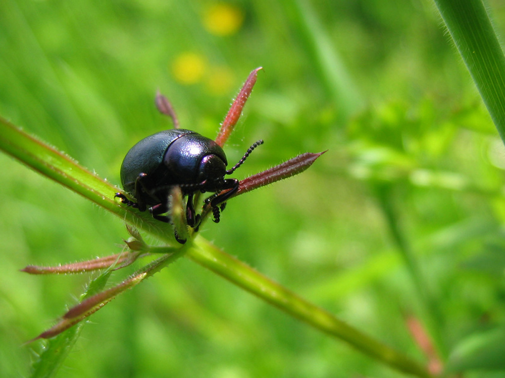 Insecte sur une branche de maïs