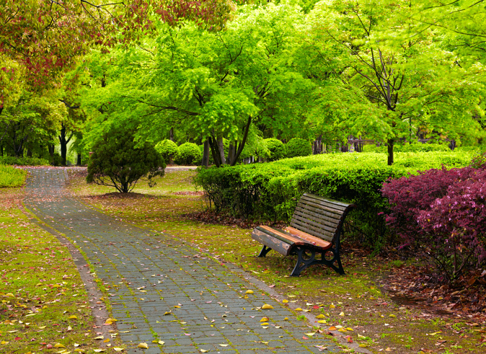 Vue d'un parc, d'une allée et d'un banc