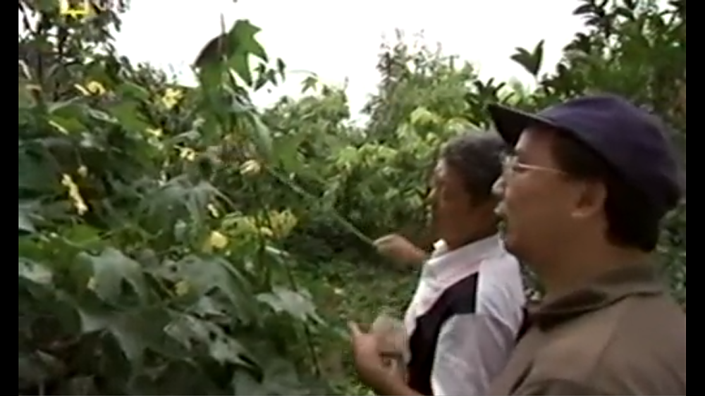 Paysans chinois en train de polliniser les fleurs manuellement