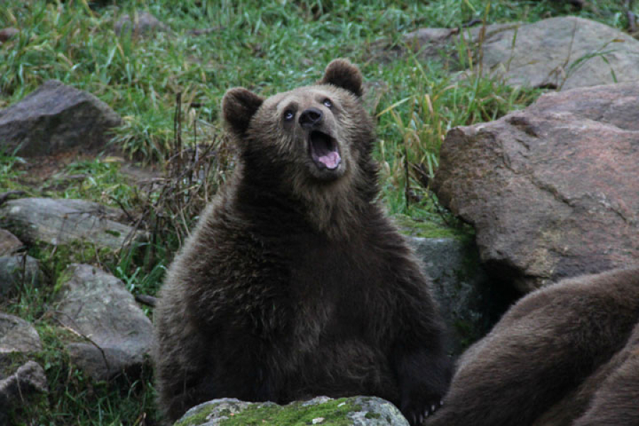 Ours brun grimaçant