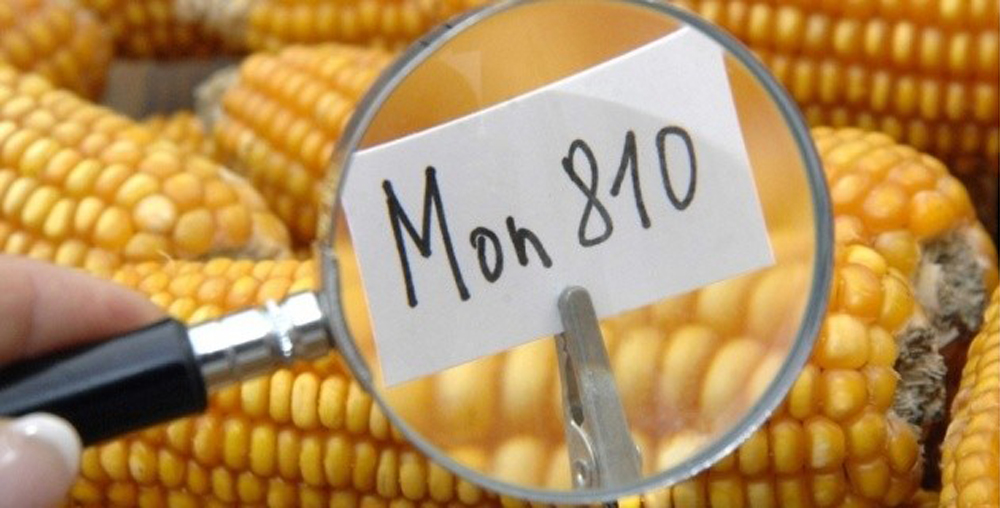 Zoom sur le maïs transgénique MON810 de Monsanto