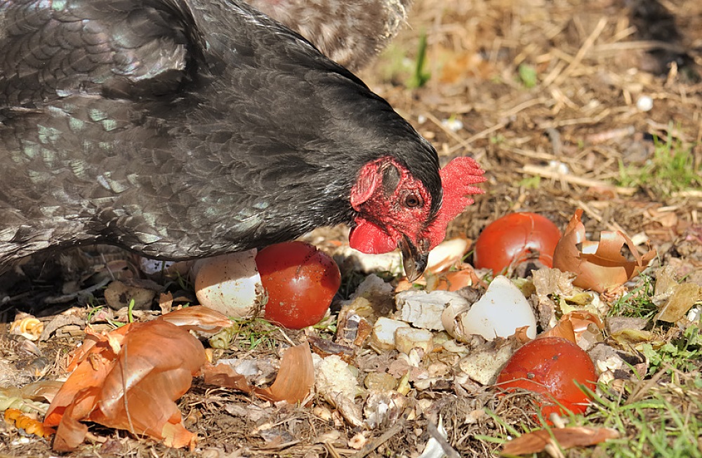 Poule se nourrissant de restes alimentaires