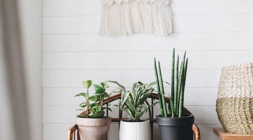 15 pots pour sublimer vos plantes d'intérieur - Elle Décoration