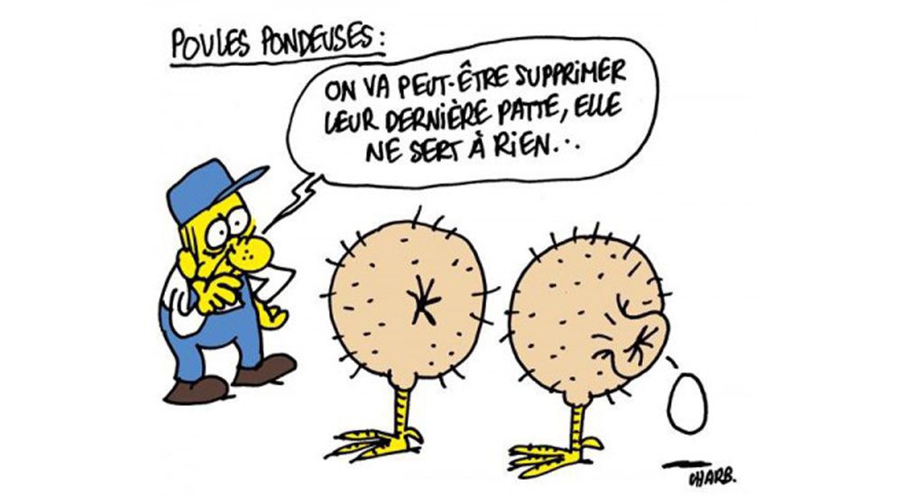 Caricature de Chab sur les poules pondeuses