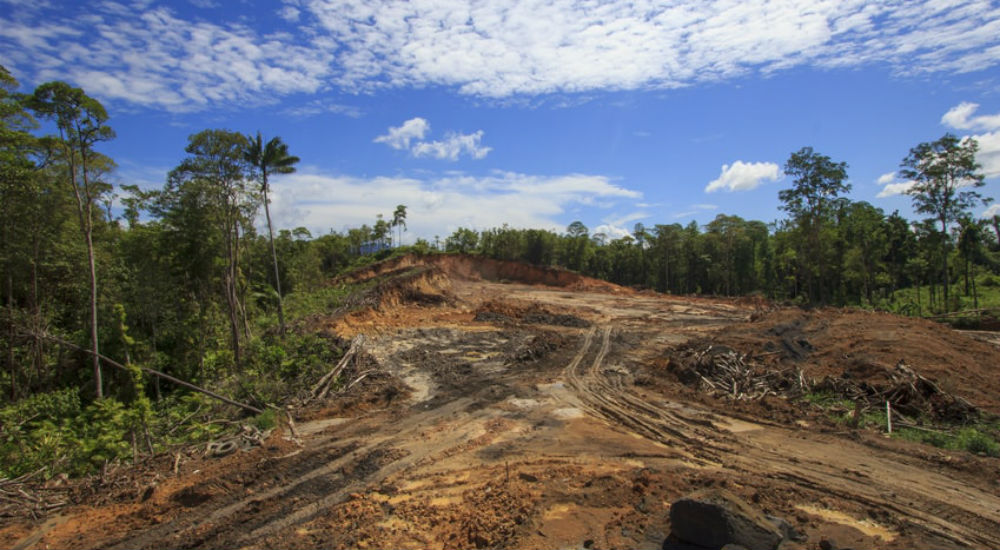 Déforestation à cause de l'huile de palme 