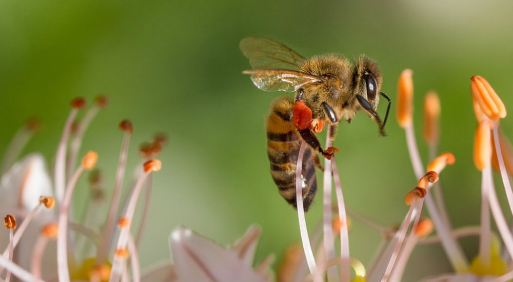 une abeille qui butine une fleur