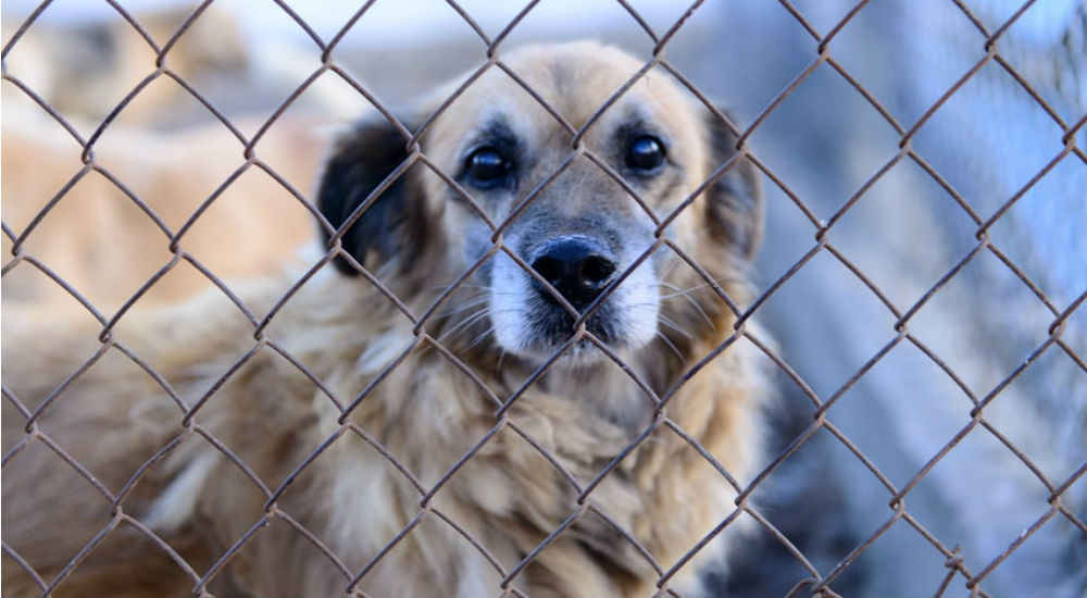 un chien triste derrière un grillage