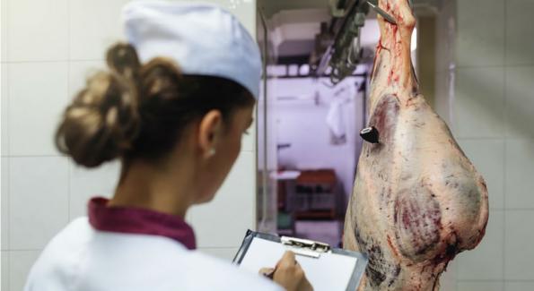 Maltraitance dans les abattoirs : la vidéosurveillance devient obligatoire