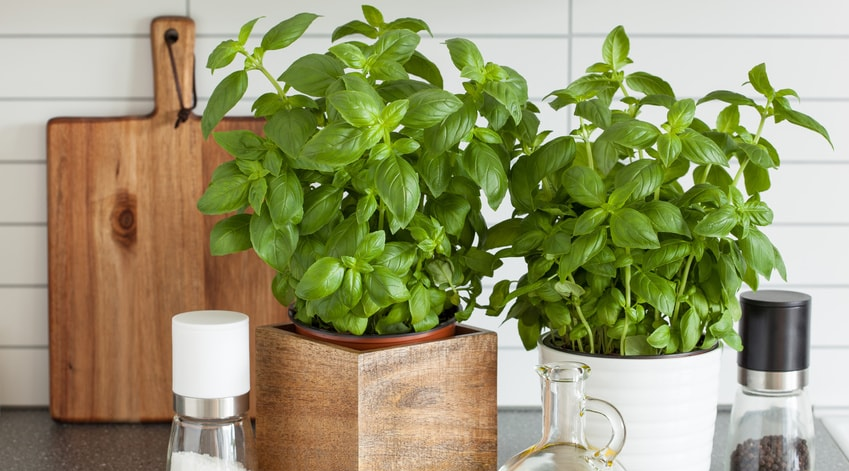 Comment faire pousser ses plantes aromatiques dans sa cuisine ?