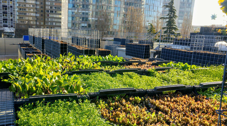 ferme urbain Peas&Love Paris