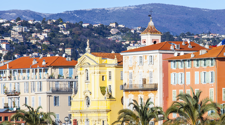 palmier ville de nice