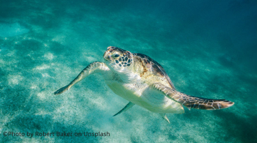 Images : une grosse tortue verte protégée, nouvelle victime du plastique en Thaïlande