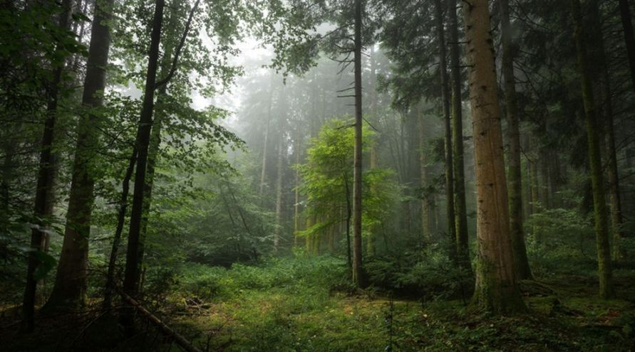 Déforestation : disparition accélérée des forêts vierges de la planète