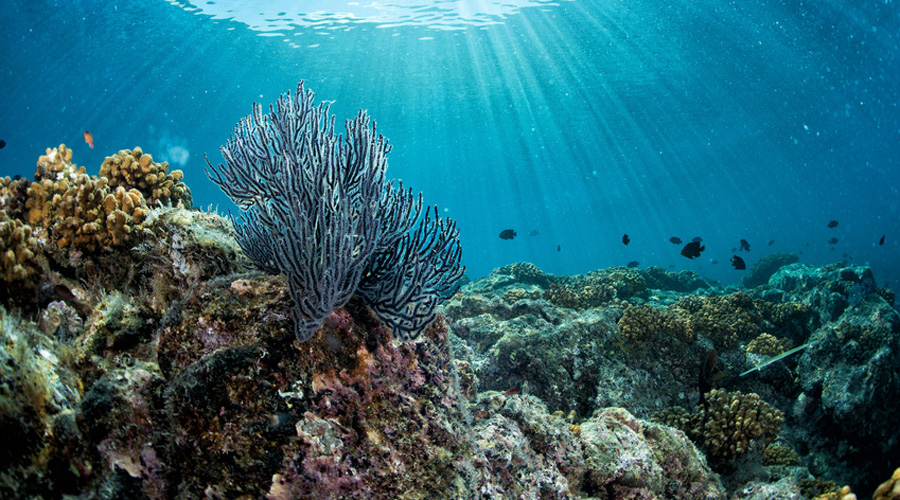 Grande Barrière de corail