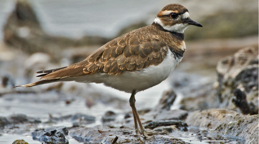 Canada : un nid d'oiseau protégé perturbe les préparatifs d'un festival