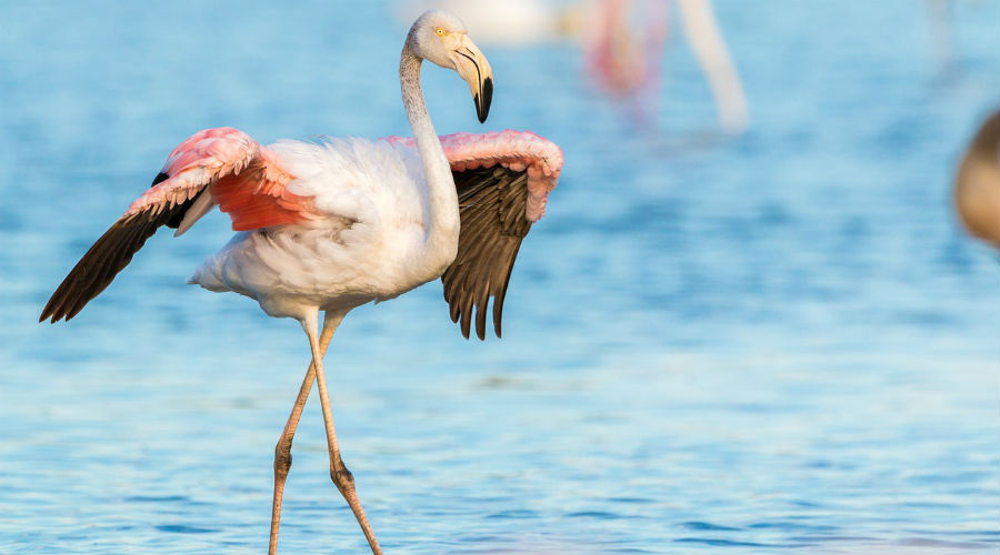 500 œufs de flamants roses perdus lors du tournage de ce film