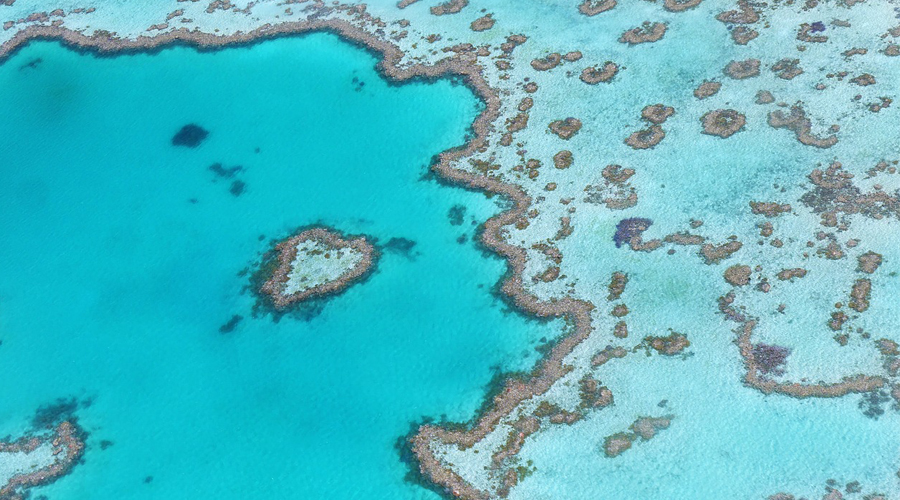 vue de haut de la barrière de corail