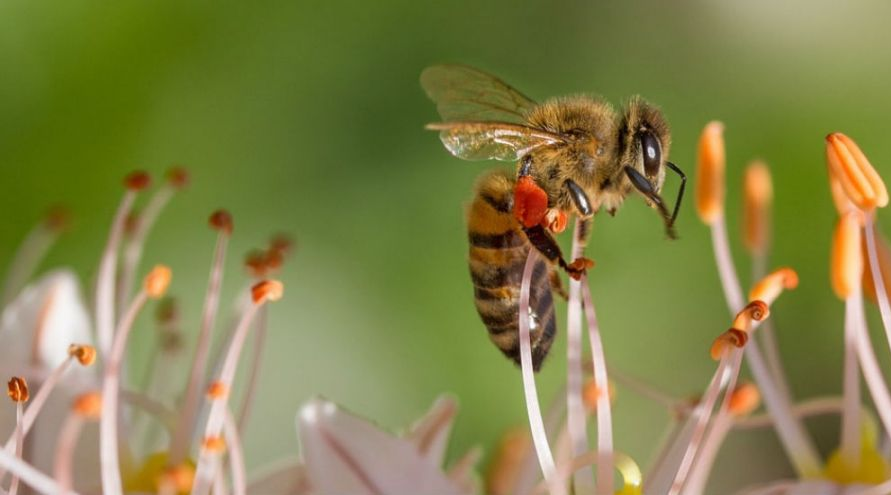 abeille qui butine