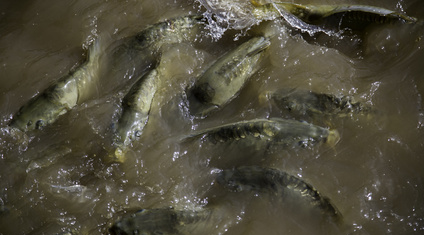 poissons rivière