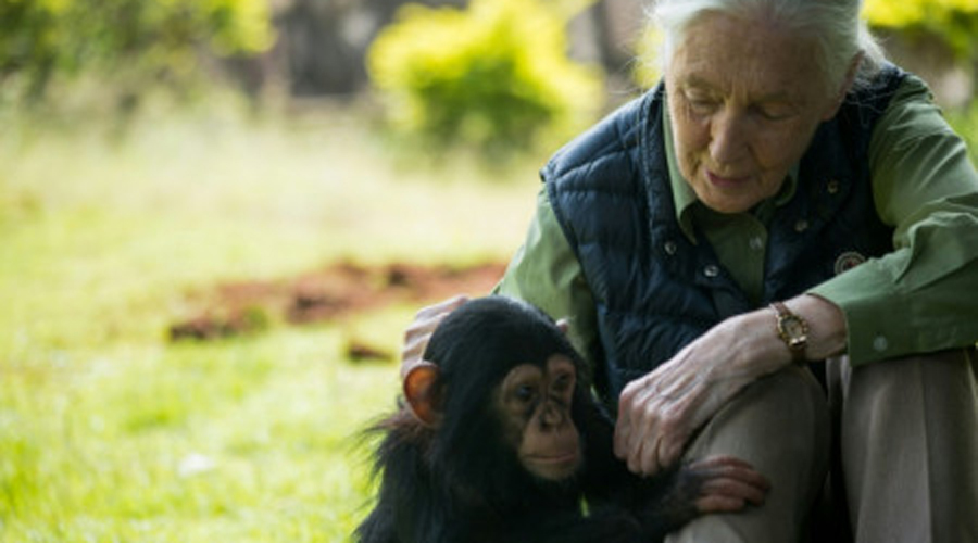 Jane Goodall