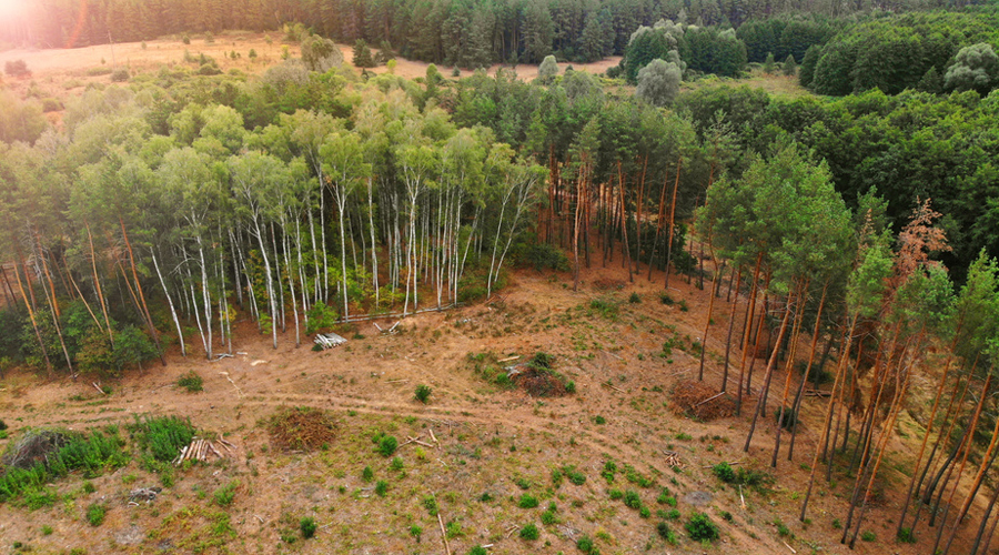 Déforestation, un cimetière d'arbres à Bogota