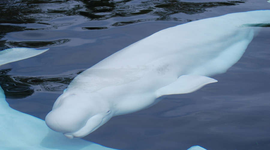 beluga