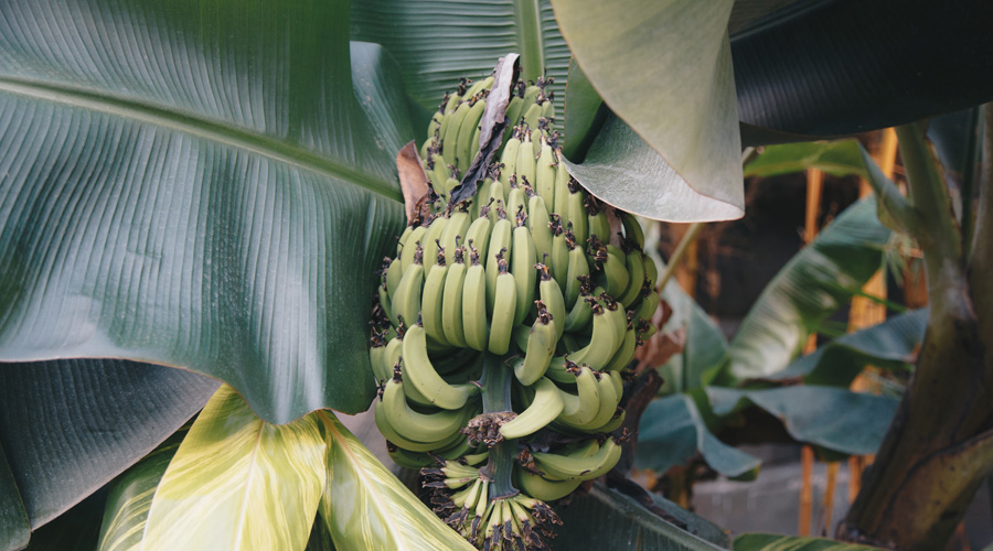 Banane chlordécone