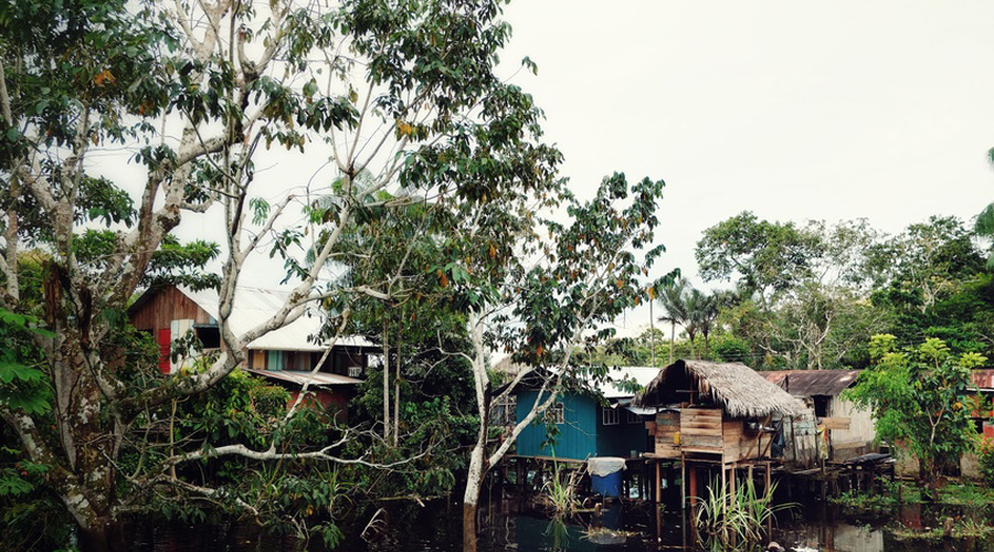 habitat Amazonie