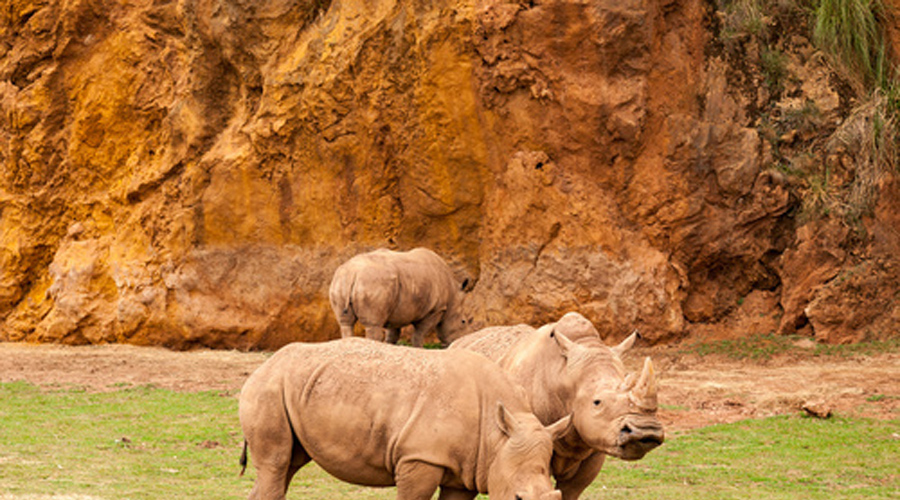 rhinocéros