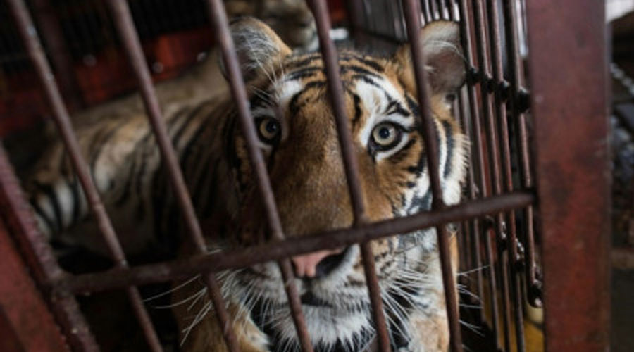 Un tigre de Sibérie de la troupe de cirque chinoise Prosperous Nation Circus, à Dongguan en Chine le 30 mai 2018