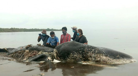 Un cachalot retrouvé mort avec 6 kg de plastique dans le ventre en Indonésie