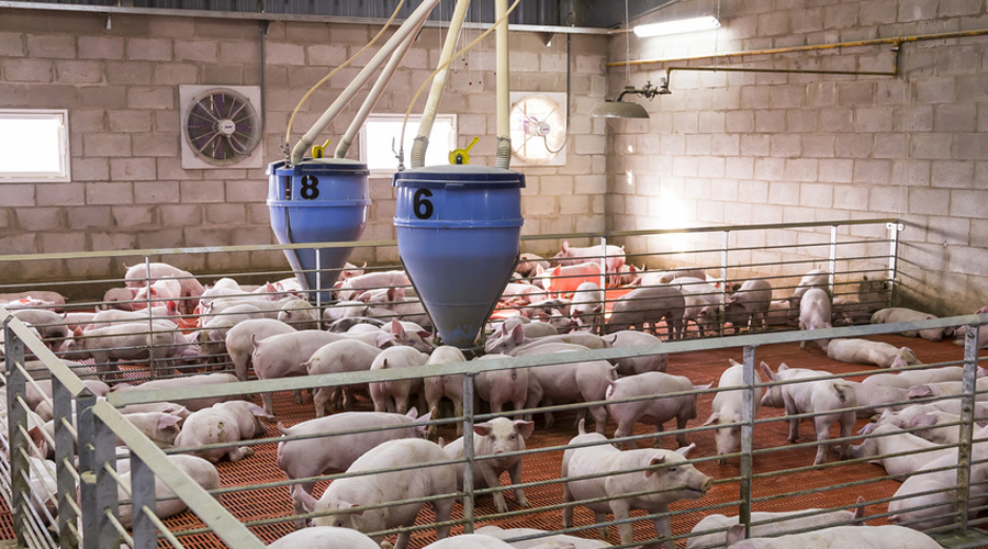 ferme industrielle cochons