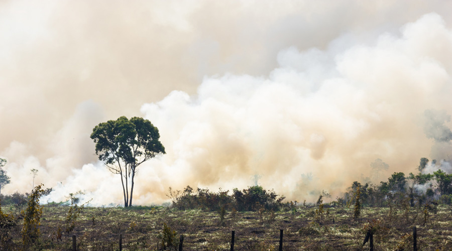 Déforestation Brésil