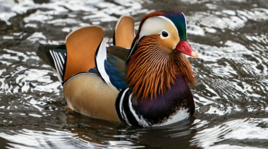 A Central Park, un magnifique canard mandarin séduit les foules (Photos)