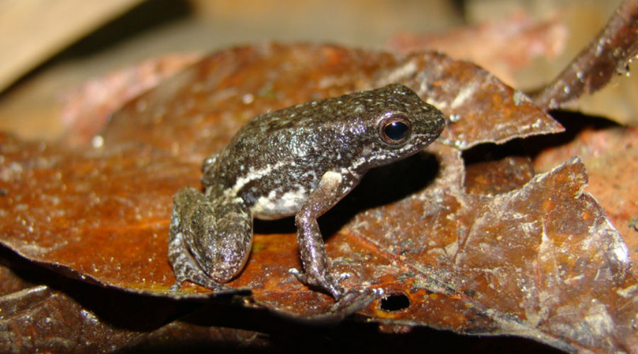 Une nouvelle espèce de crapaud découverte !