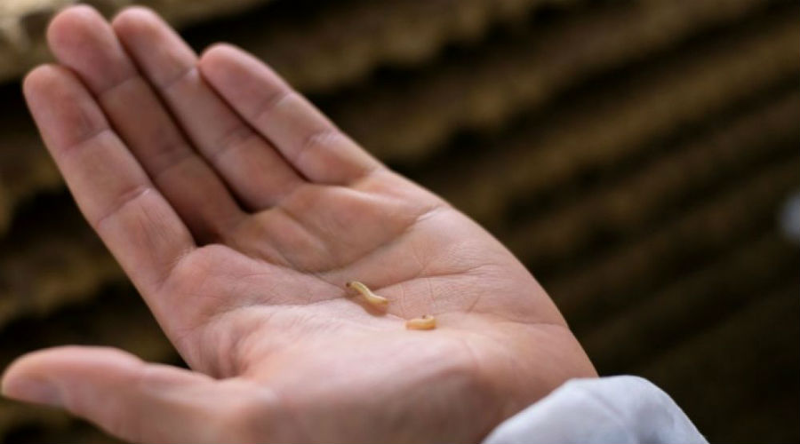 Biocontrôle : pour remplacer les pesticides, la guerre des insectes est déclarée