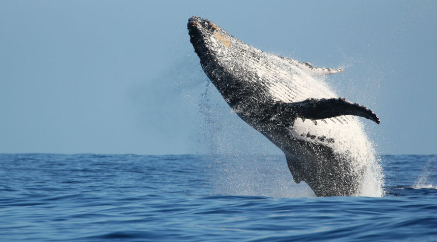 Le Japon et la pêche à la baleine, une longue histoire