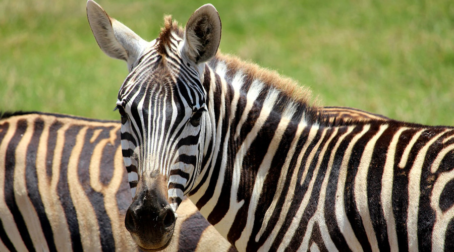 Polemique Autour De La Viande De Zebre Vendue Dans Plusieurs Supermarches Bio A La Une