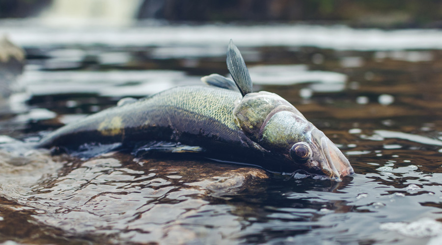 poisson mort sud-est australie