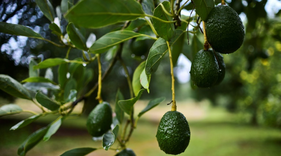 avocat