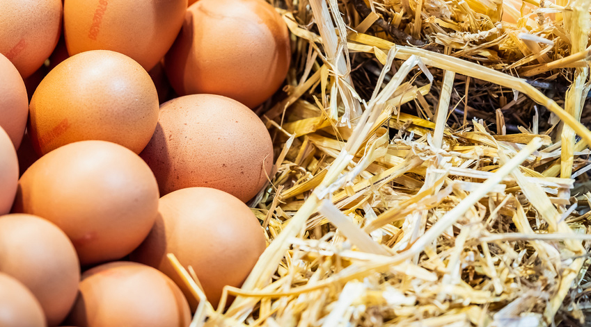 L'élevage de poules en cage est en perte de vitesse