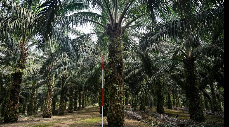 Contre la déforestation, la Malaisie teste des palmiers à huile nains