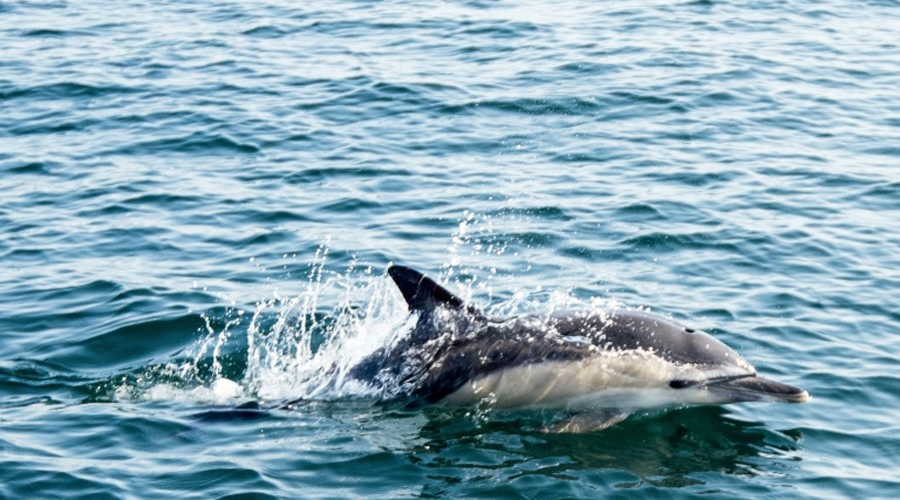 Un dauphin en mer