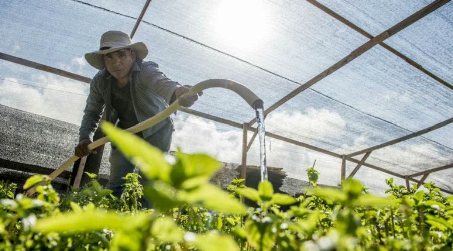 Faire pousser des légumes dans le désert le plus aride du monde, c'est possible !