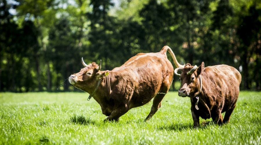 Aux Pays-Bas, un urinoir pour vaches pour réduire les émissions de gaz